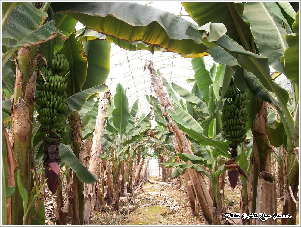 View Banana Greenhouse