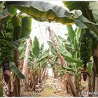 View Banana Greenhouse