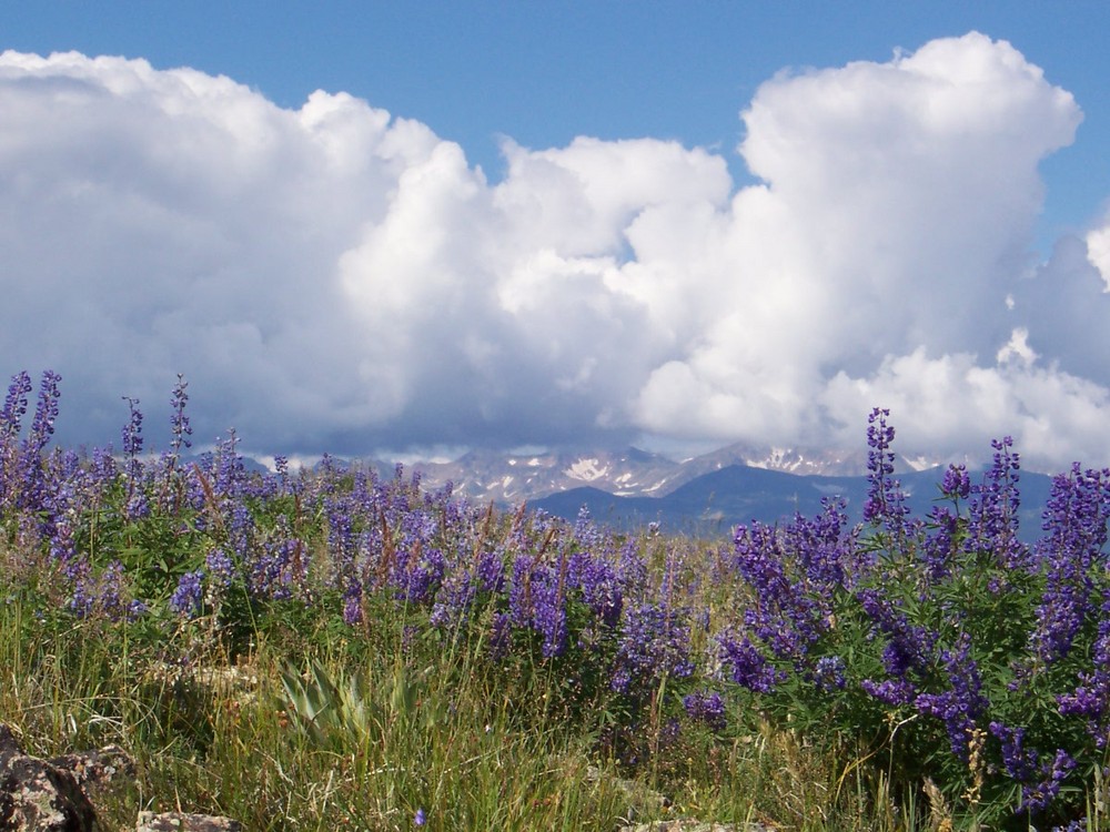 View from Bald Mtn.-11,000 ft. elev.