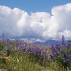 View from Bald Mtn.-11,000 ft. elev.