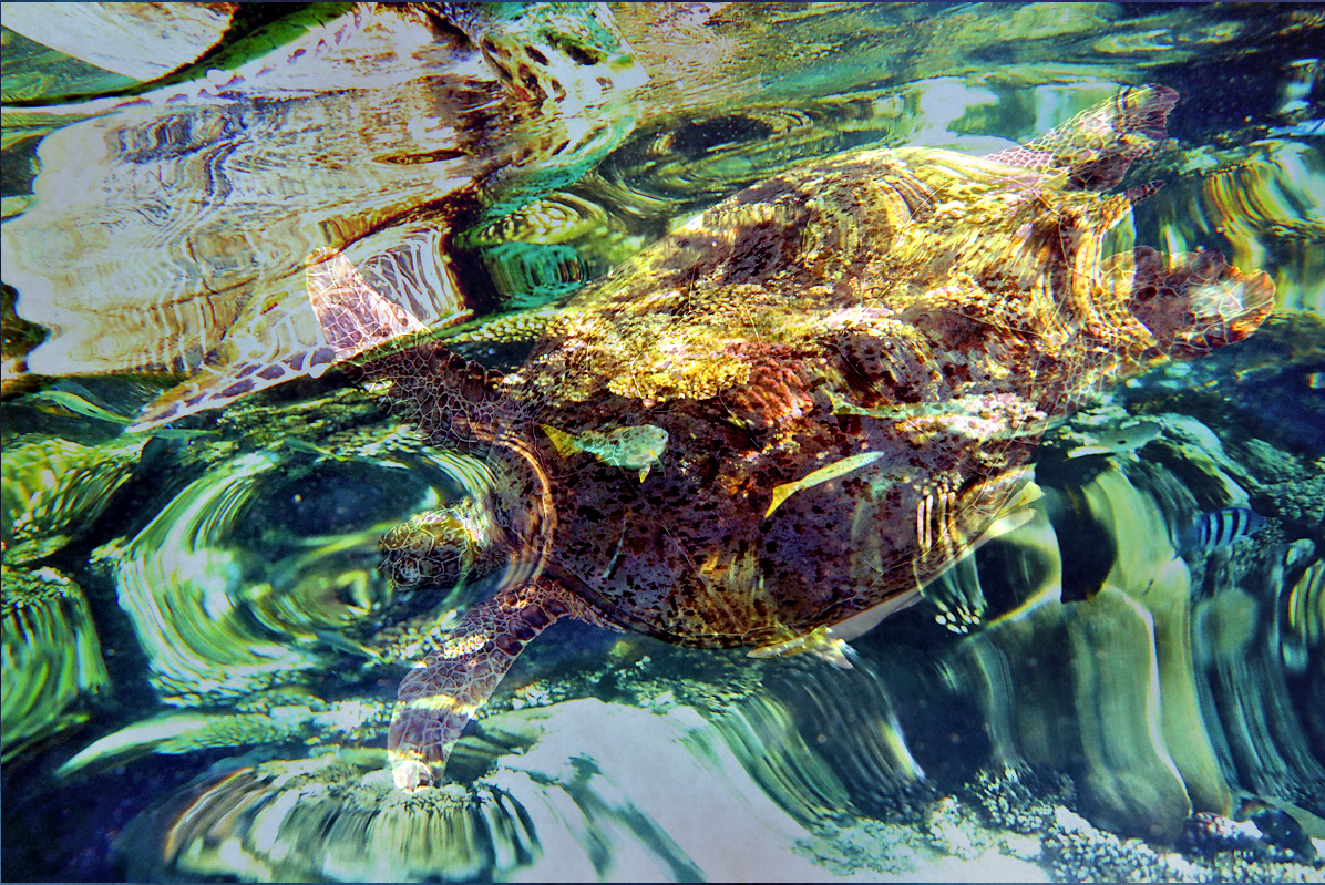 view from under the surface - coral reef