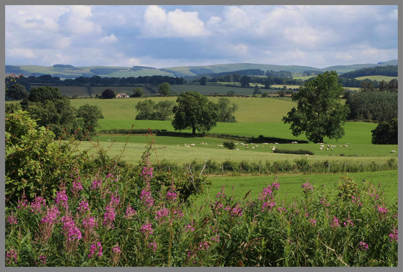 view north from the road to sharperton 5 Northumberland