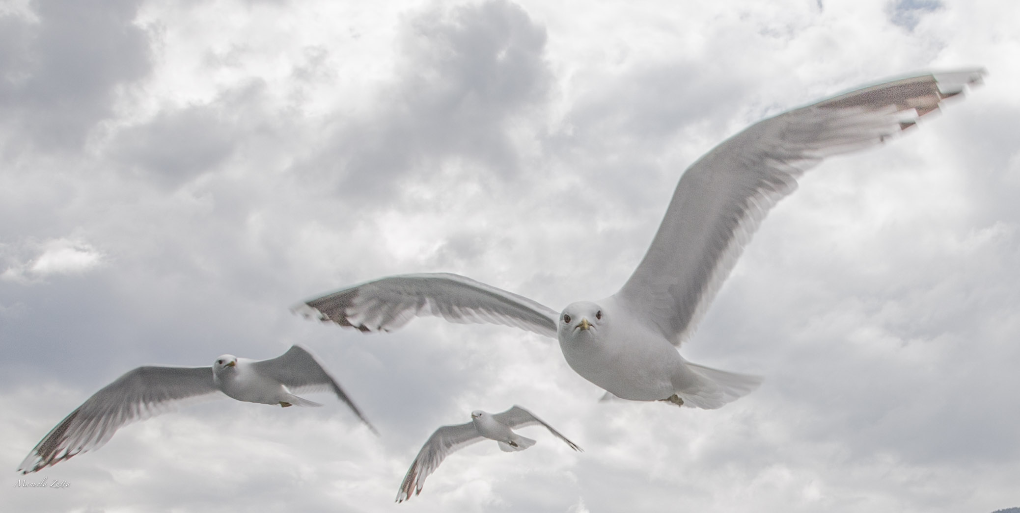 view of seagulls
