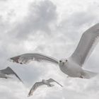 view of seagulls