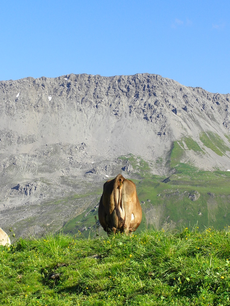 View of the cows von boerniboerns 