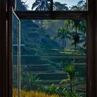 * View of the rice terraces *