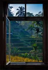 * View of the rice terraces *