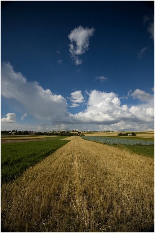 View on fields near Miechów, Malopolska, Poland