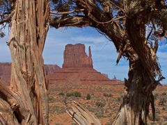 View Through a Tree