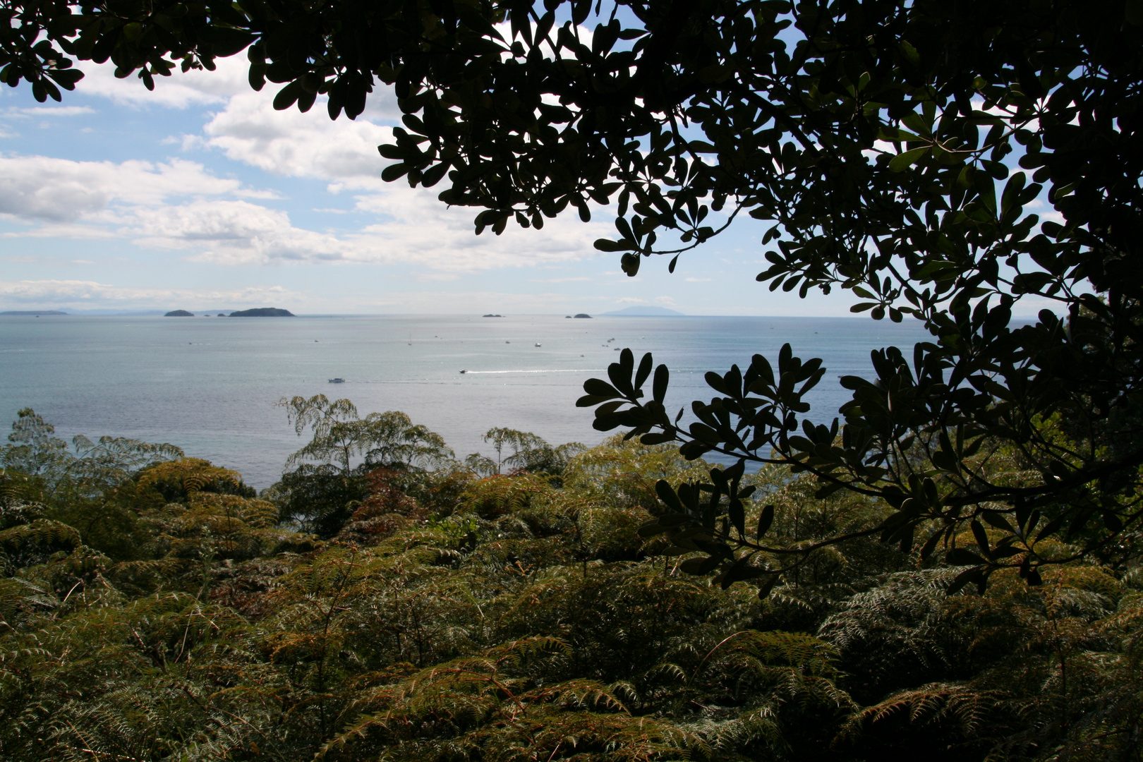 view to Owhanake bay (Waiheke Island, New Zealand)