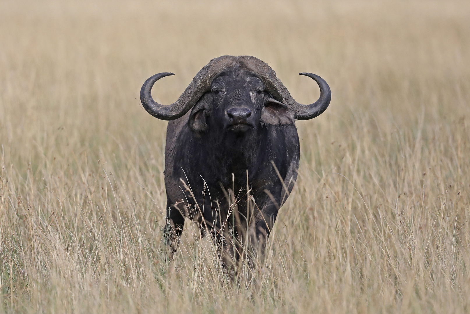 View with Buffalo