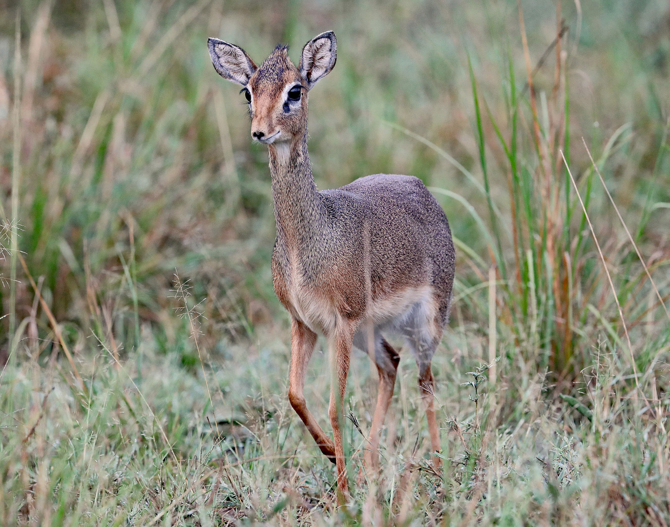 View with Dik Dik