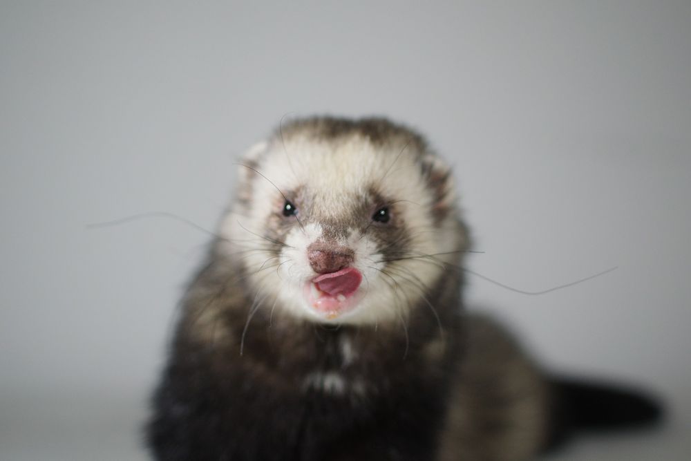 Viggo Foto & Bild tiere, haustiere, frettchen (lat.ictis) Bilder auf