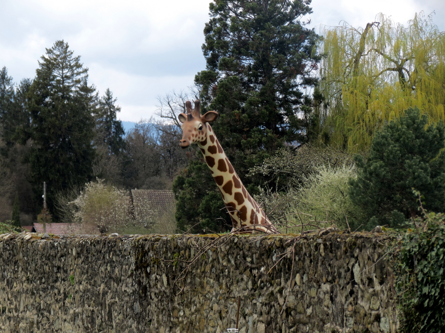 Vigie-girafe !