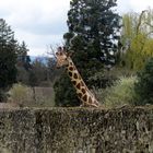 Vigie-girafe !