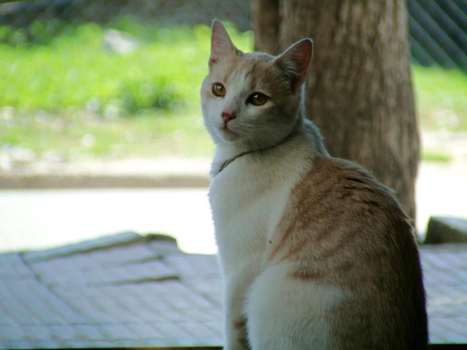 Vigilando el barrio.