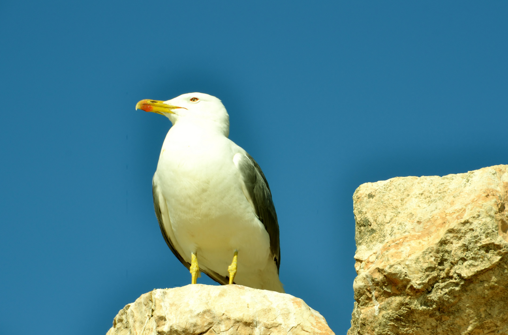 Vigilando el horizonte