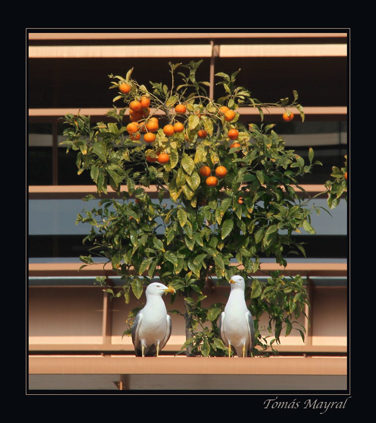 VIGILANDO LAS NARANJAS