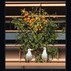 VIGILANDO LAS NARANJAS