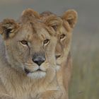 Vigilant Sisters