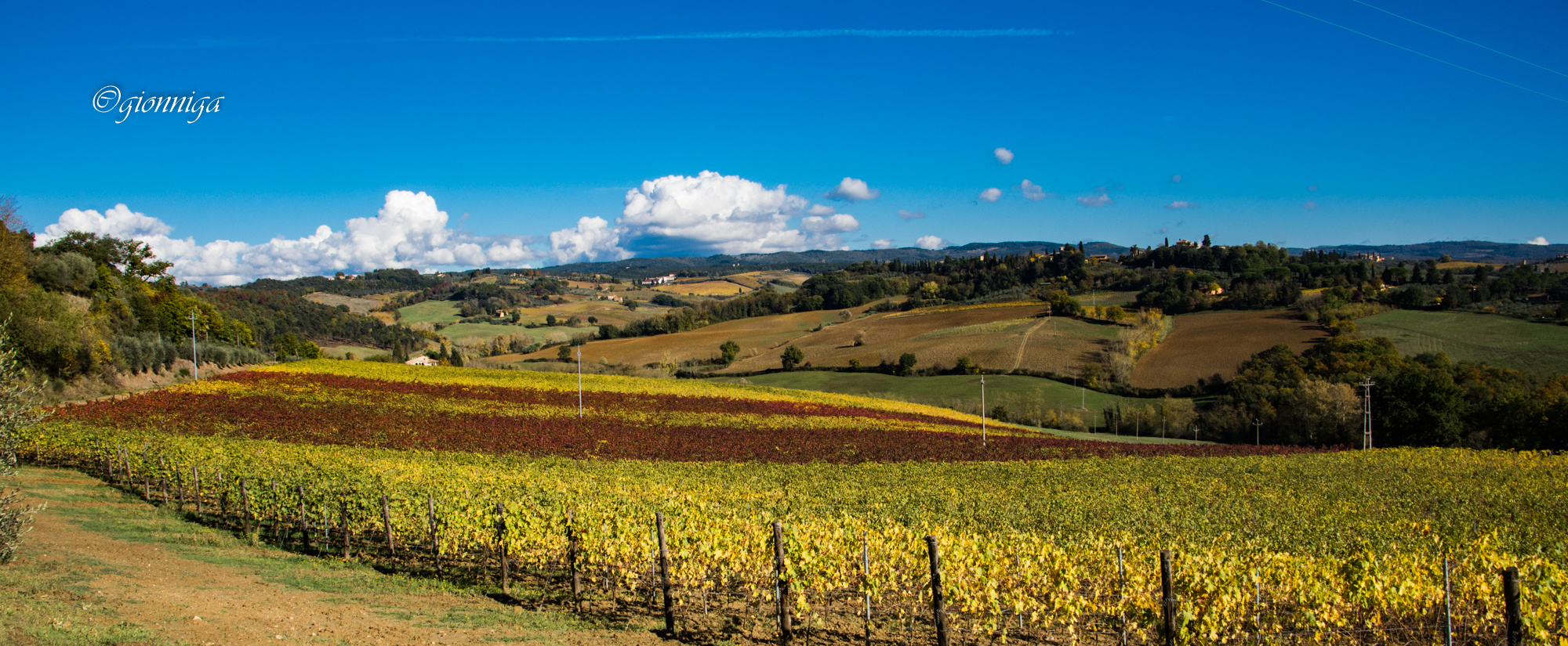 Vigna dopo la vendemmia