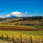 Vigna dopo la vendemmia