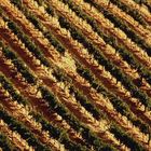 vigna in terra di Siena