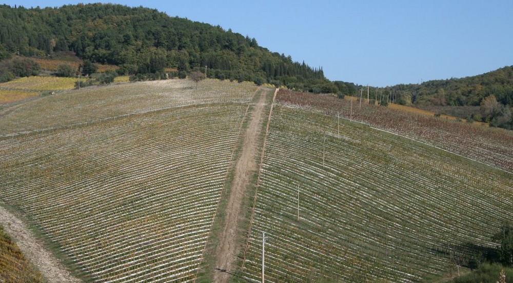 vigne Antinori, ben pettinate