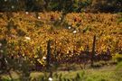 vigne attraverso gli ulivi di niccoletta ciampi 