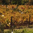 vigne attraverso gli ulivi