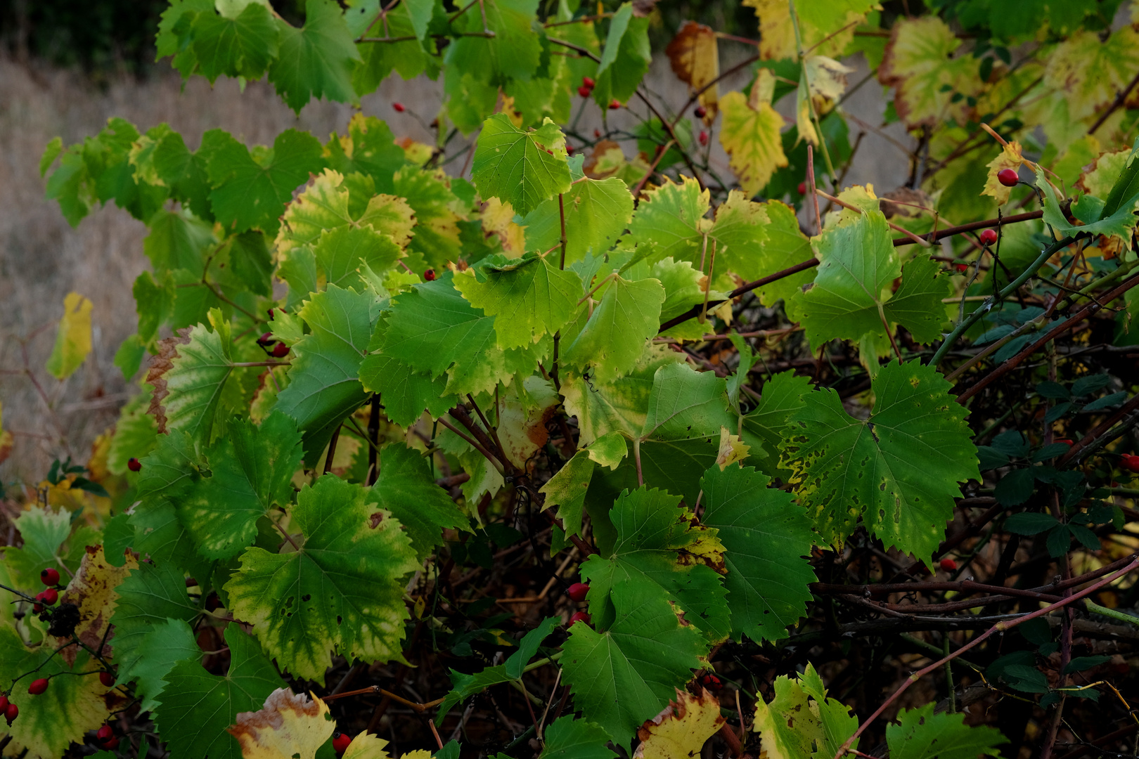 vigne d'automne