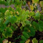 vigne d'automne