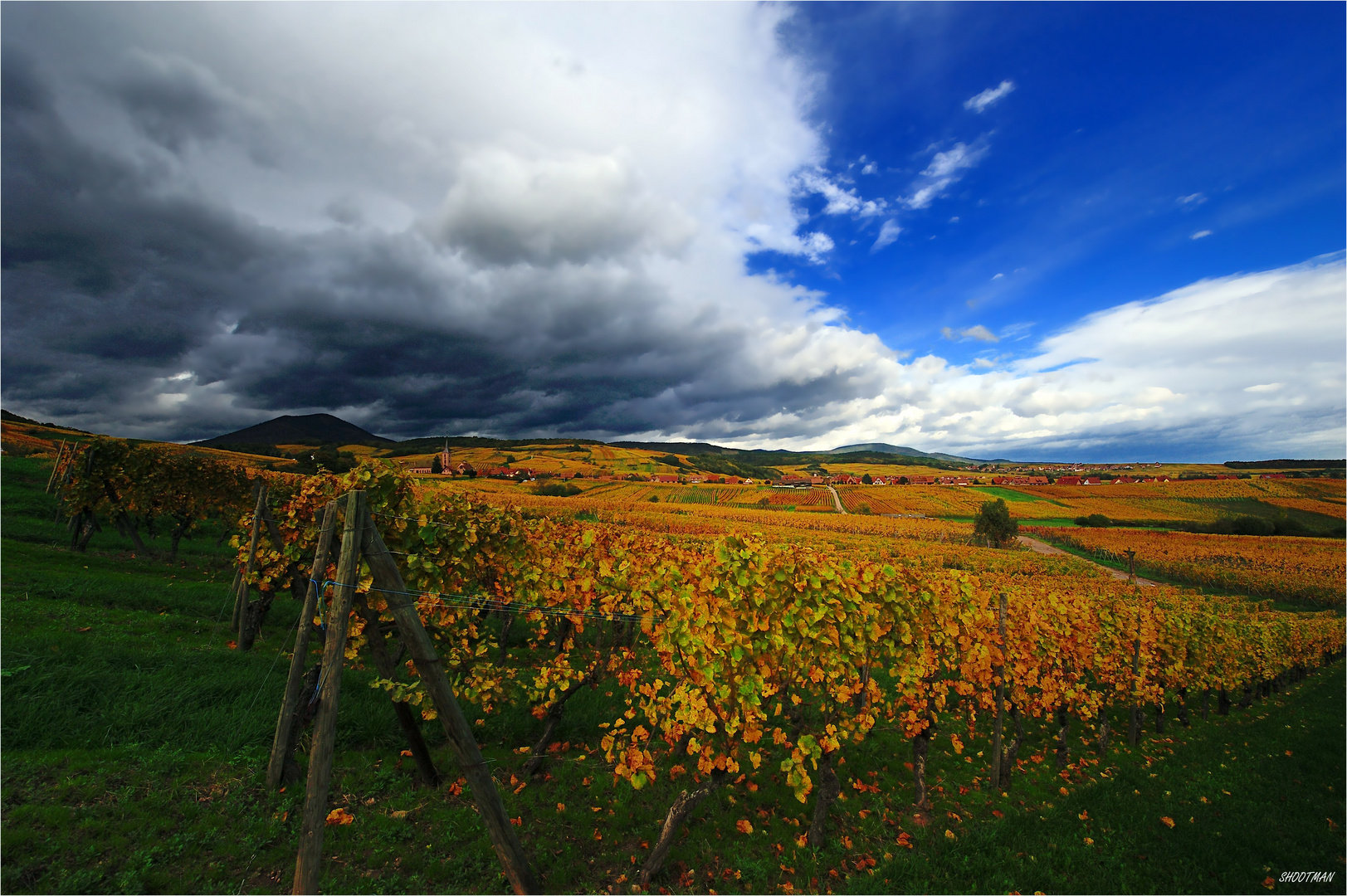 Vigne d'Automne