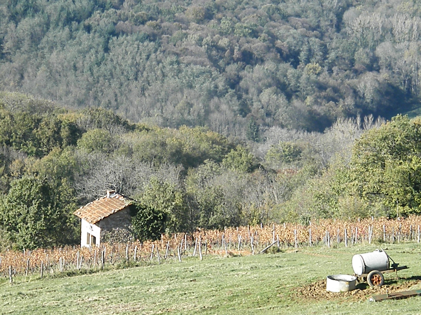 vigne d'automne