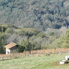 vigne d'automne