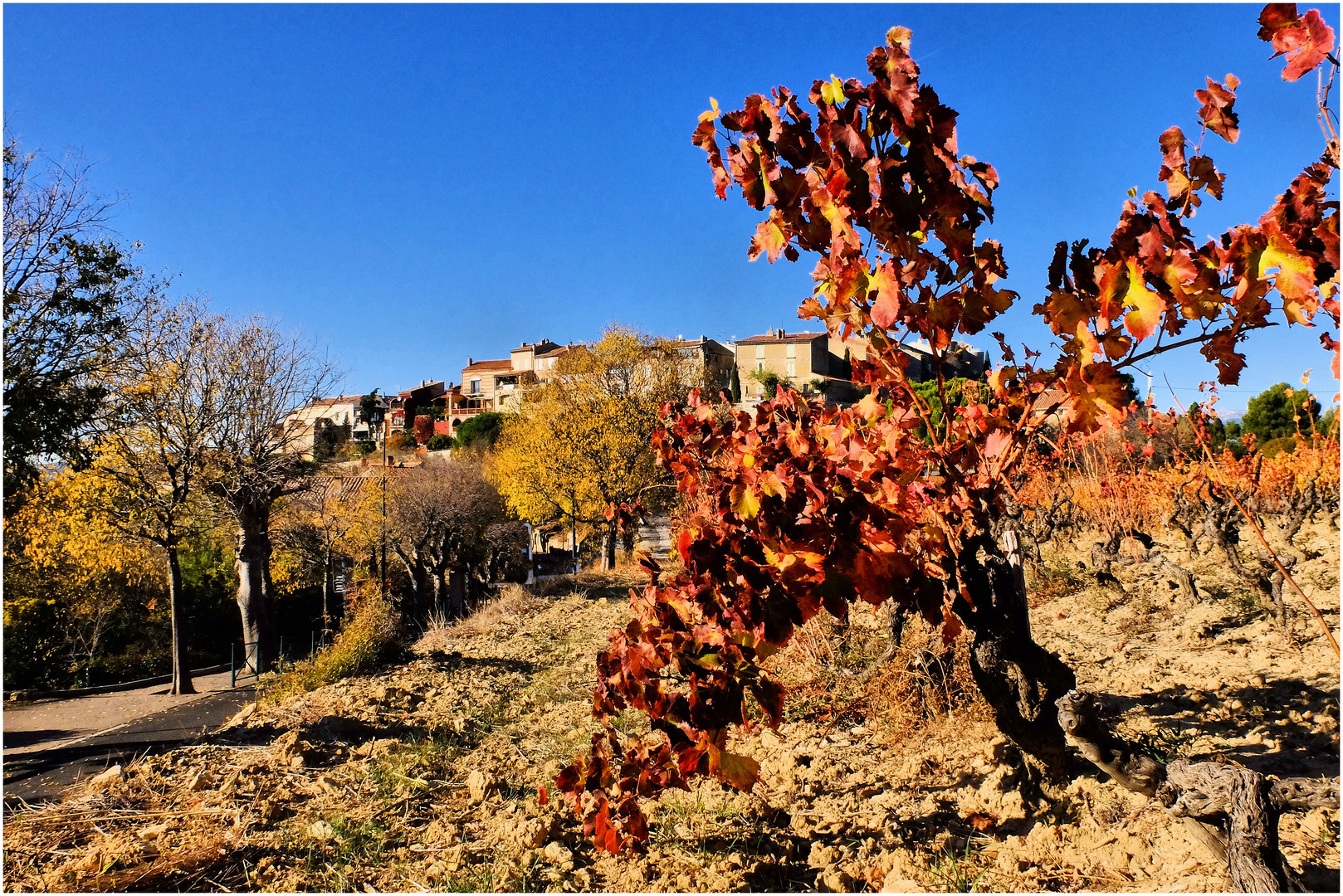 Vigne d'automne