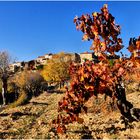 Vigne d'automne