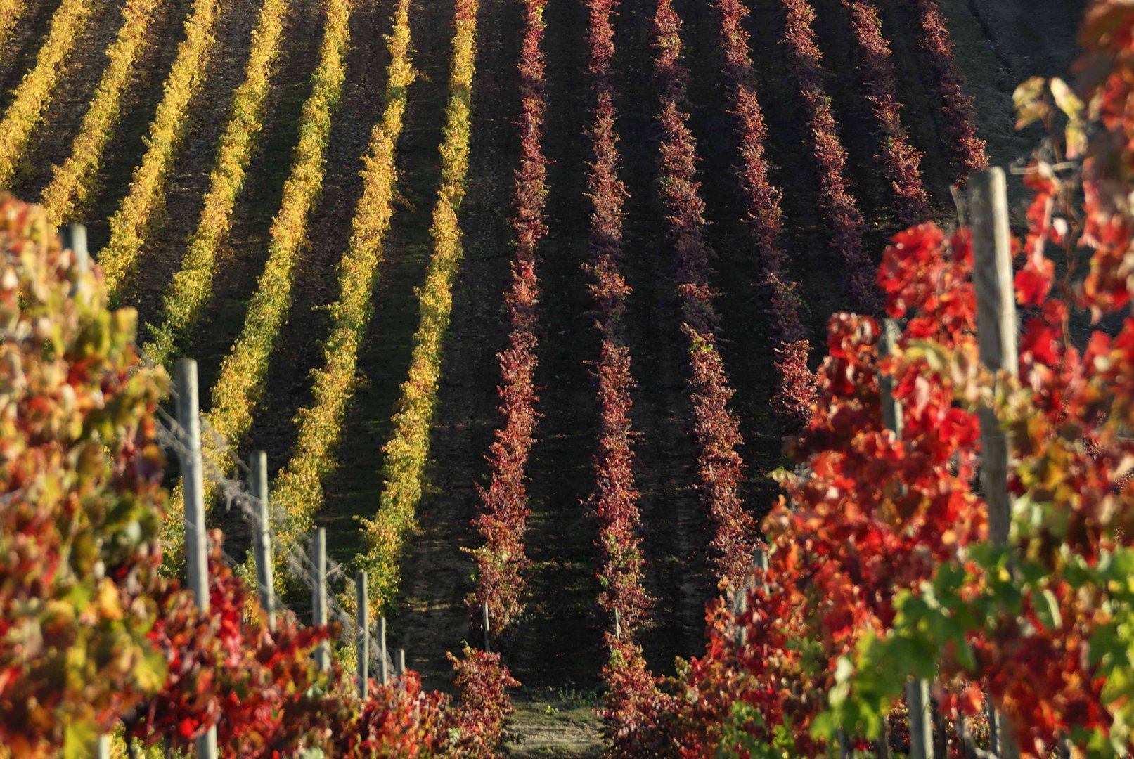 vigne d'autunno 2