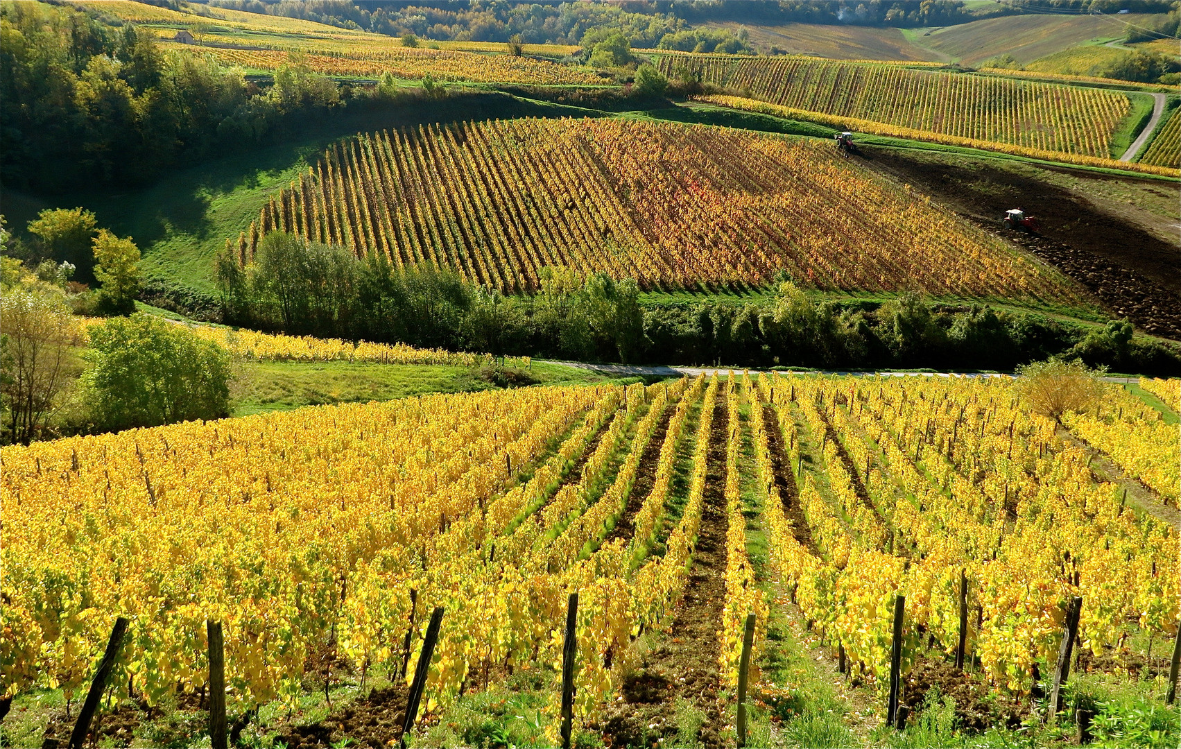 ... vigne de Jura à Pupillon !!!...