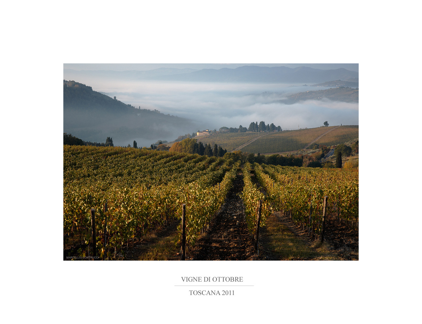 VIGNE DI OTTOBRE