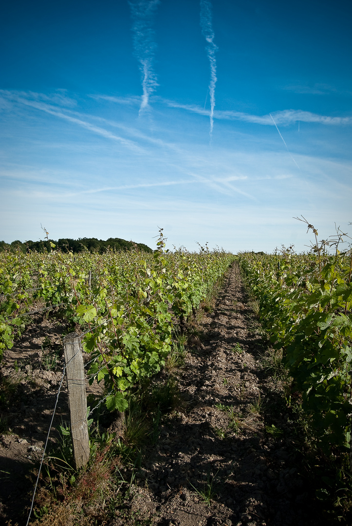 Vigne du coteaux vendomois