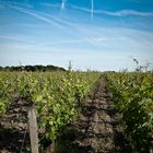 Vigne du coteaux vendomois