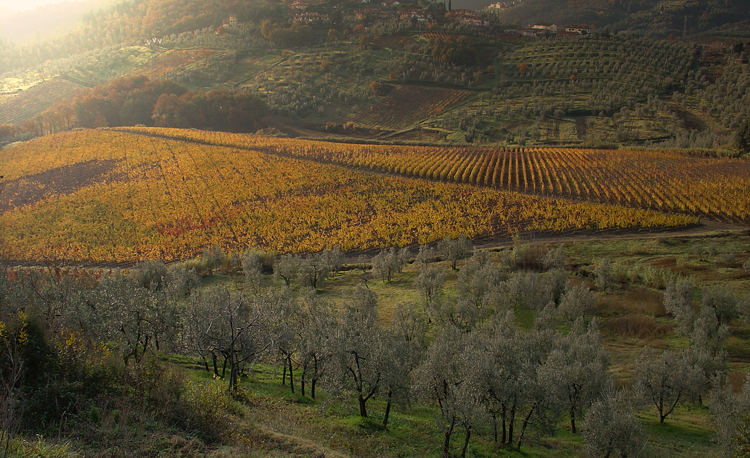 Vigne e ulivi a Carmignano (Prato)