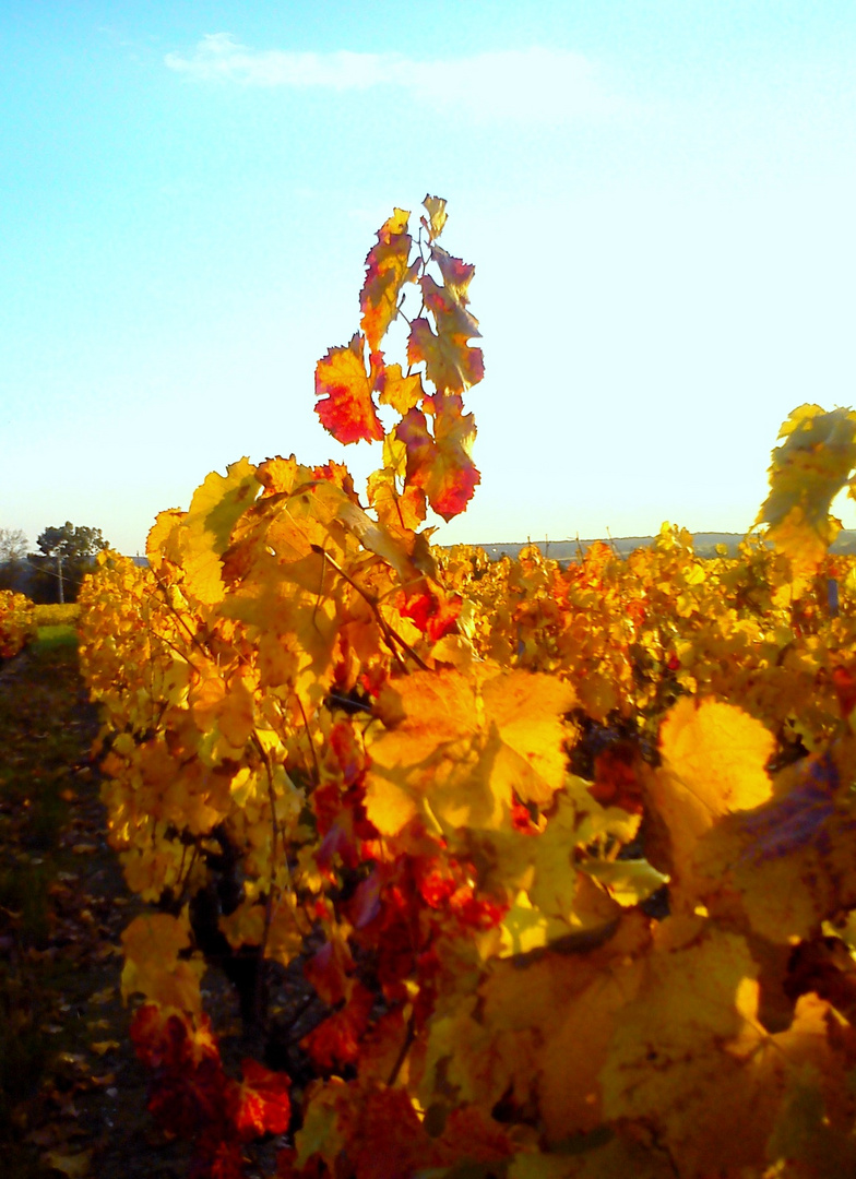 vigne en anjou