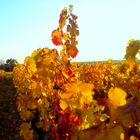 vigne en anjou