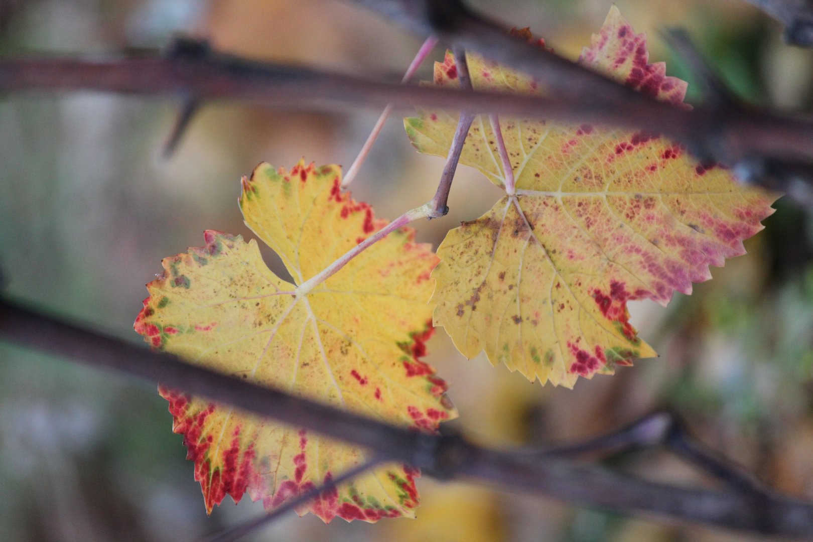 vigne en automne