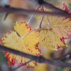 vigne en automne