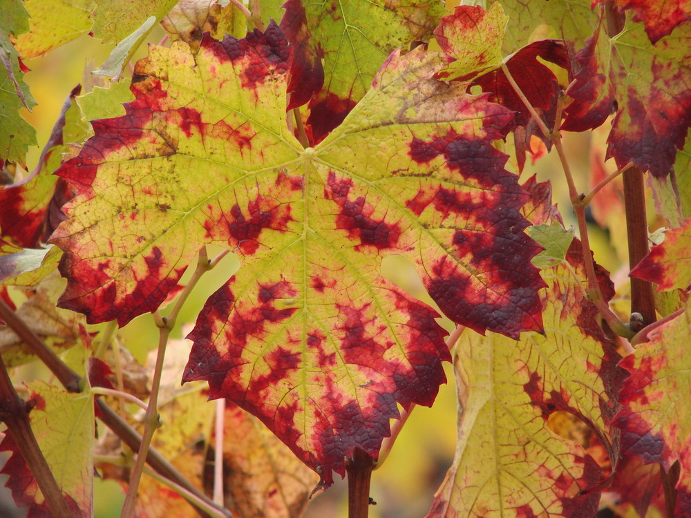 Vigne en Beaujolais