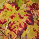 Vigne en Beaujolais