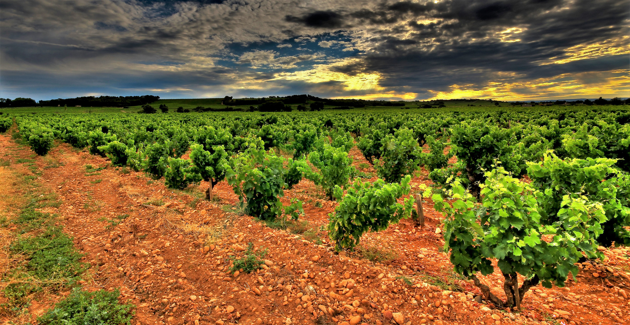 VIGNE EN TERRE D'OCRE